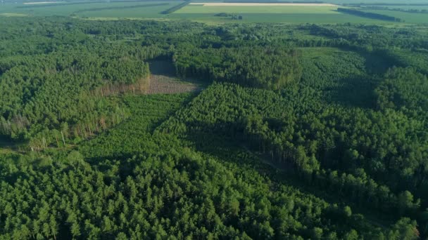 Vista aerea foresta e deforestazione in estate, drone che sorvola alberi verdi — Video Stock