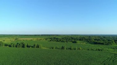 Yeşil mısır tarlası üzerinde hava manzarası, tarımsal mısır tarlaları üzerinde insansız hava aracı uçuşu
