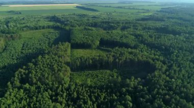 Hava manzaralı orman ve yazın orman tahrip, yeşil ağaçların üzerinde uçan insansız hava aracı.
