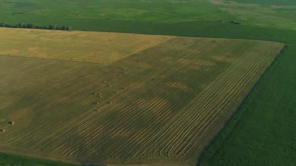 Drone de largura tiro palheiro e colheita de grama seca, fardos de feno aéreos no campo — Vídeo de Stock