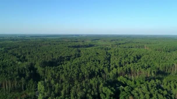 Légi kilátás erdő és erdőirtás nyáron, drón repül a zöld fák felett — Stock videók