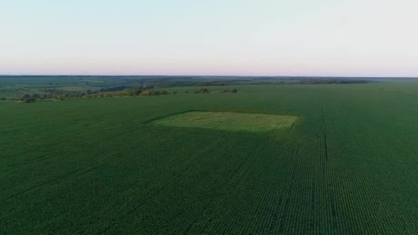 Vista aérea sobre um campo de milho verde, drone voa sobre campo de milho agrícola — Vídeo de Stock