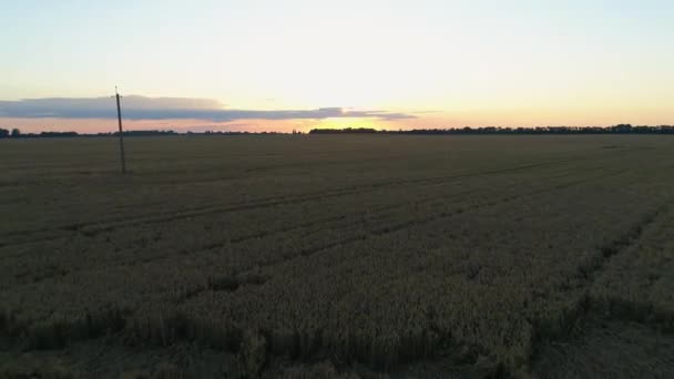 Vista aérea sobre um campo de trigo durante o pôr do sol ou nascer do sol, paisagem drone shot — Vídeo de Stock