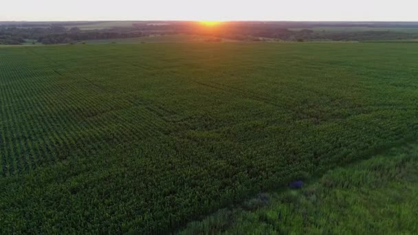 Aerial view corn field at sunset or sunrise, drone shot beautiful summer sun — Wideo stockowe