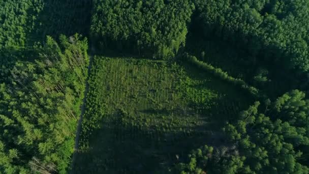 Letecký pohled na les a odlesňování v létě, dron létající nad zelenými stromy — Stock video