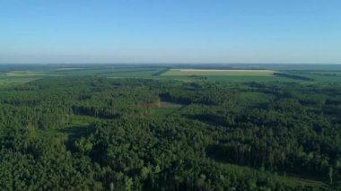 Hava manzaralı orman ve yazın orman tahrip, yeşil ağaçların üzerinde uçan insansız hava aracı.