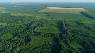 Hava manzaralı orman ve yazın orman tahrip, yeşil ağaçların üzerinde uçan insansız hava aracı.
