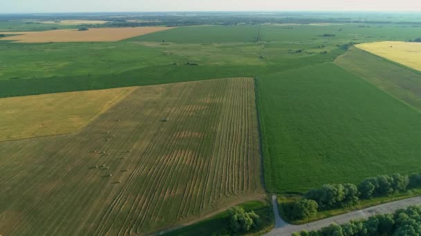 Drone de largura tiro palheiro e colheita de grama seca, fardos de feno aéreos no campo — Vídeo de Stock