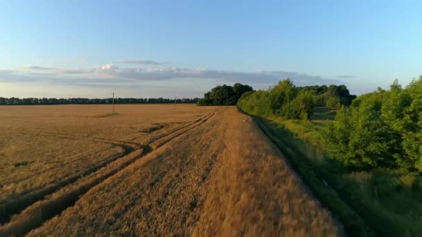 Vista aérea sobre um campo de trigo durante o pôr do sol ou o nascer do sol onde a mulher vai — Vídeo de Stock