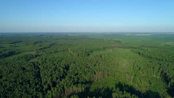 Flygfoto skog och avskogning på sommaren, drönare flyger över gröna träd — Stockvideo