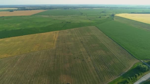 Безпілотник широкий стовбур сіна і збирання сухої трави, повітряні тюки сіна на полі — стокове відео