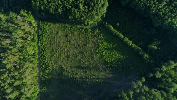 Waldabholzung aus der Luft im Sommer, Drohne fliegt über grüne Bäume — Stockvideo