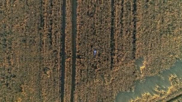 Mujer vista aérea se encuentra entre un campo de trigo al atardecer o al amanecer, disparo de dron — Vídeo de stock