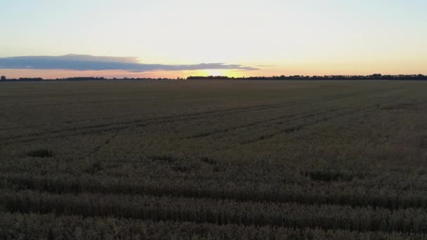 Letecký pohled na pšeničné pole při západu slunce nebo při východu slunce, drone shot krajina — Stock video