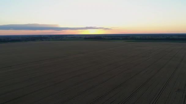 日没時には小麦畑の上空からの眺め 日の出の間 ドローンは農業用小麦畑を飛び越える ドローンは 小麦畑 太陽と空の美しい夏の風景を撮影 — ストック動画