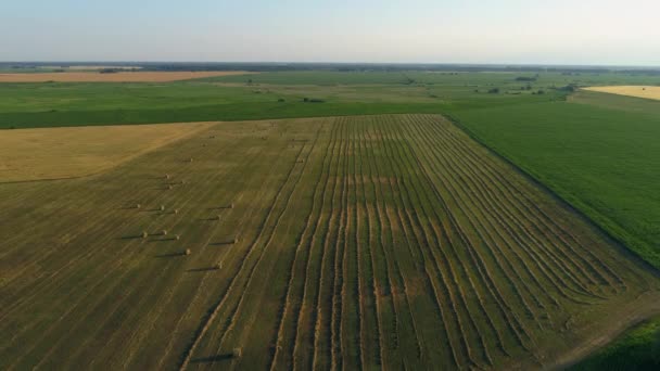 Flygfoto Höbalar Jordbruksfältet Sommaren Vid Solnedgången Drone Sköt Höstack Och — Stockvideo