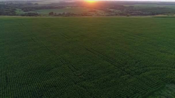日没や日の出には緑のトウモロコシ畑を見る ドローンは農地の上を飛ぶ 夜や朝に美しい夏の太陽を撮影ドローンワイド — ストック動画