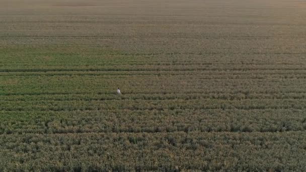 夕日には小麦畑の中を走る空中風景の女性 日の出の間 ドローンは農業用小麦畑を飛び越える ドローンは 小麦畑 太陽の美しい夏の風景を撮影 — ストック動画