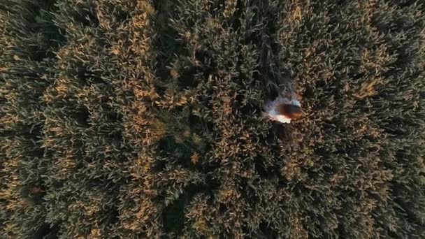 Aerial Top View Woman Walks Wheat Field Sunset Drone Flies — Stockvideo