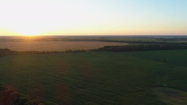 Légi Kilátás Naplemente Vagy Napkelte Zöld Kukoricaföldön Drón Átrepül Kukoricaföldön — Stock videók