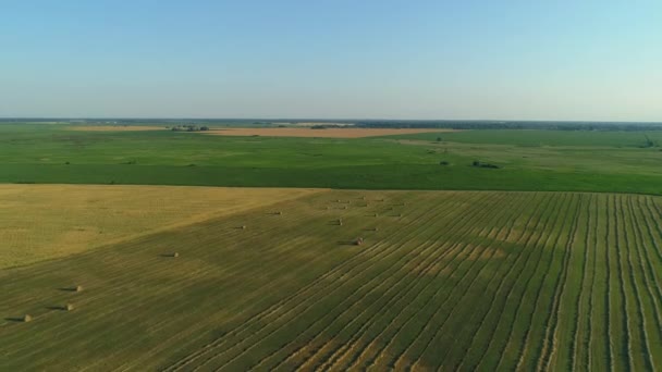 Аерофотозйомка Тюків Сіна Сільськогосподарському Полі Влітку Заході Сонця Дрон Широко — стокове відео