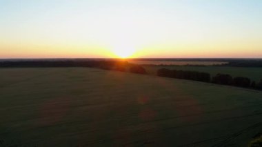 Gün batımında bir buğday tarlasının üzerindeki hava manzarası. Drone güneş doğarken tarımsal buğday tarlası üzerinde uçar. Drone, buğday tarlası, güneş ve gökyüzünün güzel yaz manzarasını çekti.
