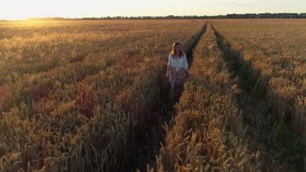 Luftaufnahme Frau Geht Zwischen Einem Weizenfeld Bei Sonnenuntergang Drohne Fliegt — Stockvideo