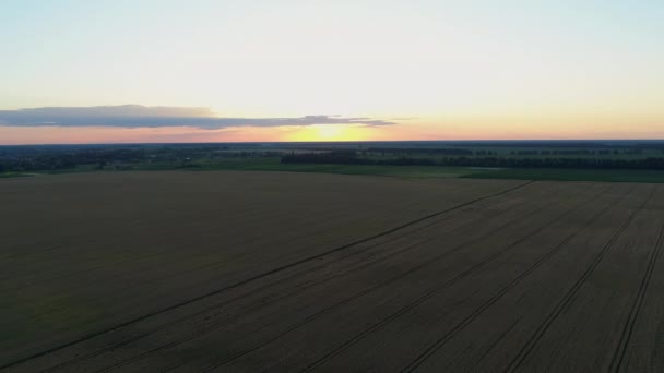 Luftaufnahme Über Einem Weizenfeld Bei Sonnenuntergang Drohne Fliegt Bei Sonnenaufgang — Stockvideo