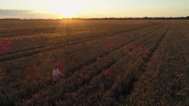 Letecká Žena Kráčí Při Západu Slunce Mezi Pšeničným Polem Dron — Stock video