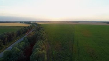Hava manzaralı gün batımı ya da yeşil mısır tarlasında gün doğumu. İnsansız hava aracı tarla üzerinde uçuyor. İnsansız hava aracı güzel bir yaz sabahı ya da akşam manzarası, güneş