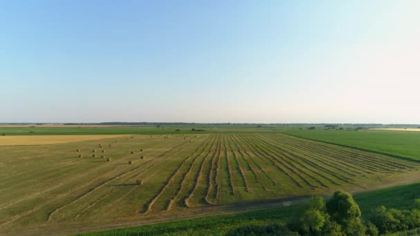 夏の農業現場では 日没時に空中ビューの干し草の山の俵 ドローンは干し草を収穫して農業用に干し草を撃ちました 丸い玉の干し草の上を飛ぶ 農作物の伐採 収穫の季節 — ストック動画