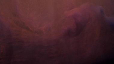 Yavaş hareket eden turuncu ve pembe akrilik boya suda karışıyor, suyun altında yavaşça dönüyor. Akvaryumdaki akrilik bulut boyası. Yavaş çekim soyut duman patlaması animasyonu. Güzel sanat arka planı