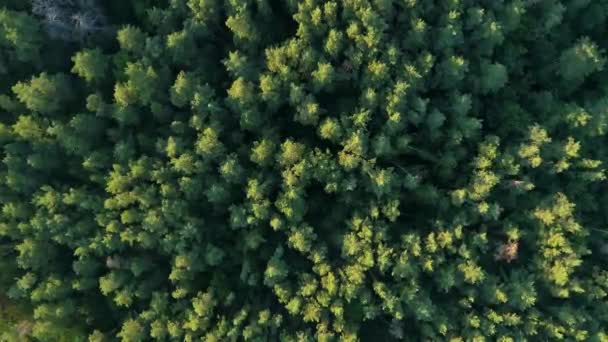 Luftaufnahme Sommerwald Bei Sonnigem Tag Drohne Fliegt Über Grüne Bäume — Stockvideo