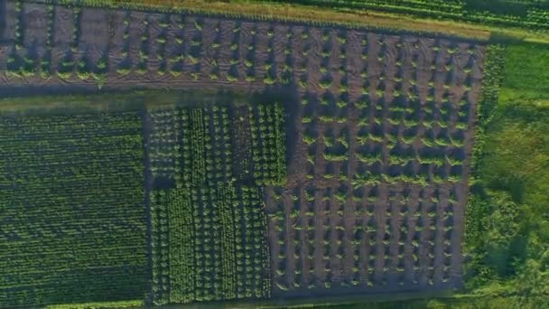 Letecká Horní Pohled Zemědělská Zahrada Rostlinami Létě Při Západu Slunce — Stock video