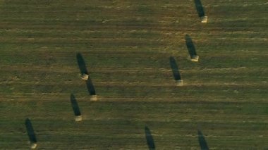 Hava manzaralı saman balyaları yaz mevsiminde gün batımında tarım alanında. Balya makineli traktör tarlalarda tahıl balyası yapıyor. İnsansız hava aracı samanlığı vurdu ve tarım için kuru ot hasat etti.