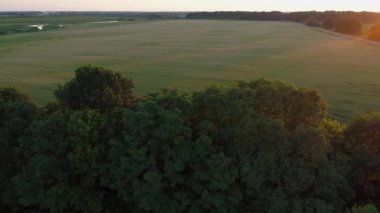 Gün batımında ya da gündoğumunda güzel bir yaz manzarası. Hava aracı güneşli bir günde mısır tarlasında uçuyor. Drone ormanı, buğday tarlasını ve manzarayı vurdu.