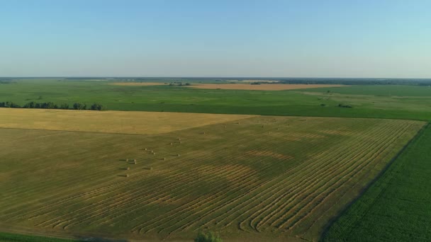 Drohnenweitschuss Heuhaufen Und Trockenrasen Für Die Landwirtschaft Ernten Heuballen Aus — Stockvideo