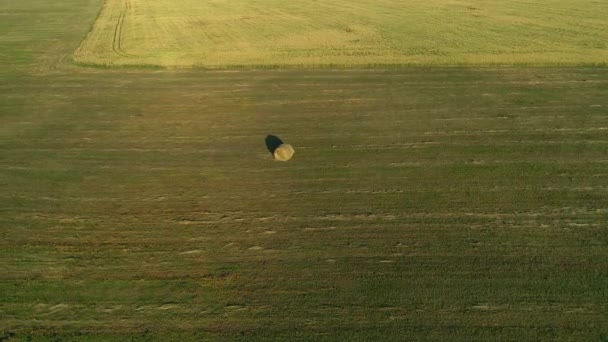 夏の農業現場では 日没時に空中ビューの干し草の山の俵 ドローンは干し草を収穫して農業用に干し草を撃ちました 丸い玉の干し草の上を飛ぶ 農作物の伐採 収穫の季節 — ストック動画