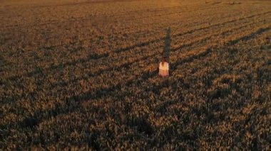 Hava manzaralı kadın gün batımında bir buğday tarlasında yürüyor. Drone güneş doğarken tarımsal buğday tarlası üzerinde uçar. İnsansız hava aracı, buğday tarlası ve güneşin güzel yaz manzarasını çekti.