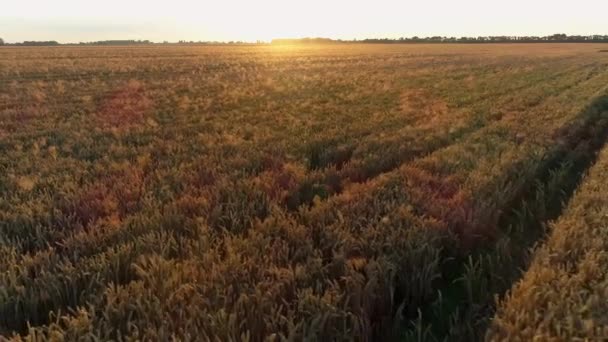 Letecký Pohled Pšeničné Pole Při Západu Slunce Dron Přeletí Nad — Stock video