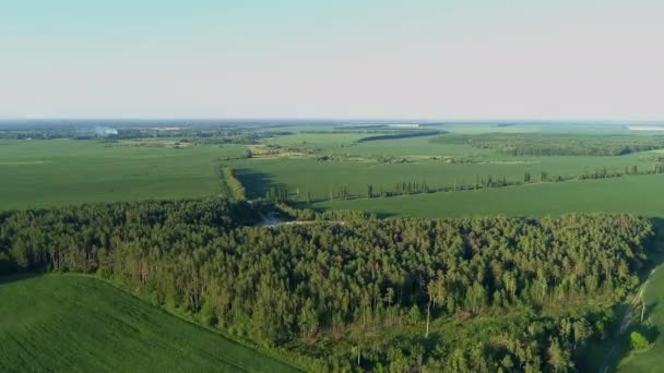 Aerial View Summer Forest Corn Field Drone Flying Green Trees — Video