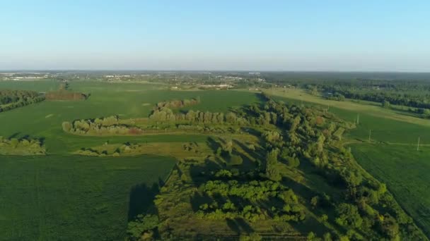 Aerial View Beautiful Landscape Summer Drone Flying Corn Field Sunny — Stock Video