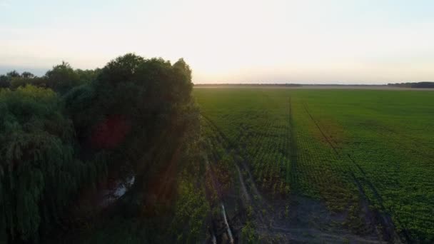 鸟瞰日落或日出在绿色的玉米地 无人机飞越了农业玉米地无人机拍摄了美丽的夏日清晨或黄昏风景 — 图库视频影像