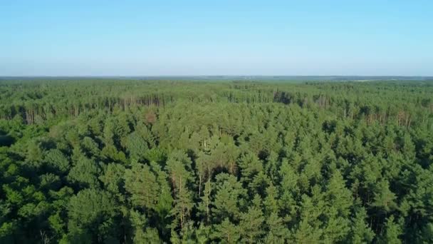 Légi Kilátás Nyári Erdő Napsütéses Napon Drón Repül Zöld Fák — Stock videók