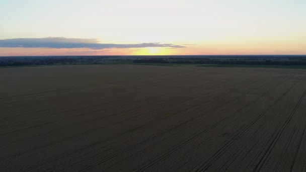 Luchtfoto Een Tarweveld Bij Zonsondergang Drone Vliegt Landbouwtarweveld Bij Zonsopgang — Stockvideo