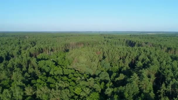 Légi Kilátás Nyári Erdő Napsütéses Napon Drón Repül Zöld Fák — Stock videók