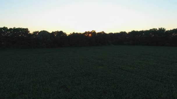 Letecký Pohled Kukuřičné Pole Při Západu Nebo Východu Slunce Dron — Stock video