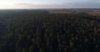 İnsansız hava aracı manzaralı güzel bir orman, güneş doğarken, ağaçlar...
