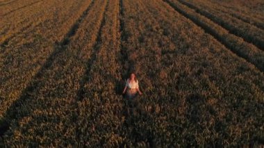 Hava manzaralı kadın gün batımında bir buğday tarlasında yürüyor. Drone güneş doğarken tarımsal buğday tarlası üzerinde uçar. İnsansız hava aracı, buğday tarlası ve güneşin güzel yaz manzarasını çekti.