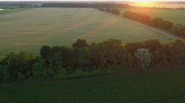 Gün batımında ya da gündoğumunda güzel bir yaz manzarası. Hava aracı güneşli bir günde mısır tarlasında uçuyor. İnsansız hava aracı çekim alanı, orman ve buğday tarlası